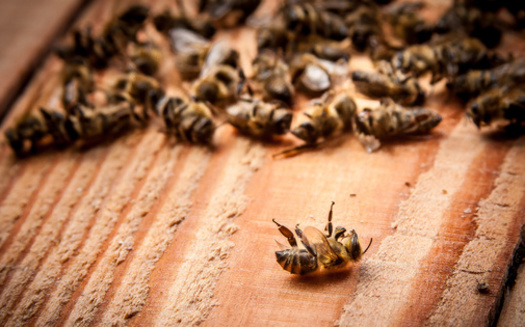 In 2017, the Rusty Patched Bumblebee became the first bumblebee in the U.S. to be added to the Endangered Species List. This stems from growing pesticide use and loss of crop diversity, leaving flowering crops available for shorter periods. (Adobe Stock)