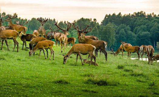 Colorado has been a leader nationally on protecting wildlife migration corridors, including vast tracts of grasslands key for wildlife connectivity. (Adobe Stock)