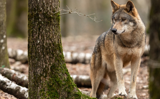 A new draft wolf management plan is expected to be released for public comment by the end of August, but skeptics say it is not taking the non-hunting public into account. (Adobe Stock)