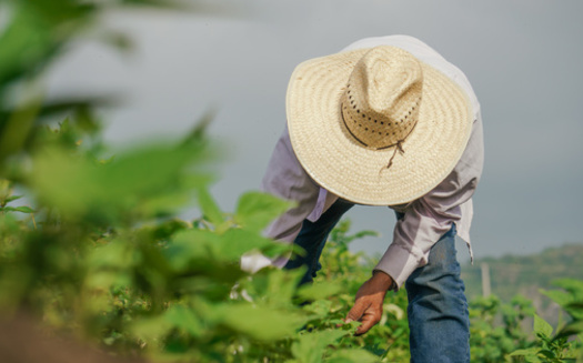 About 300,000 people a year take part in the H-2A Temporary Agricultural Program, overseen by the U.S. Department of Labor. (Nailotl/Adobe Stock)
