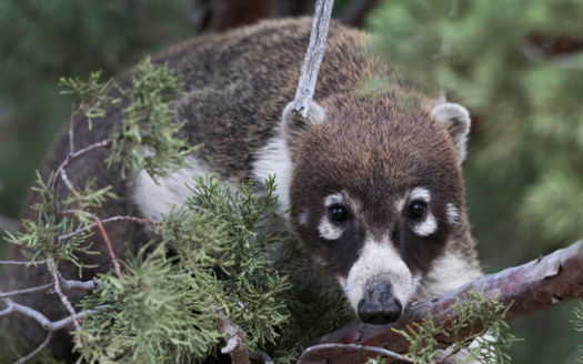 Arizona ranks among the top five states in the nation for the total number of native bird, reptile and mammal species, according to the Arizona Wildlife Federation. (Adobe Stock)