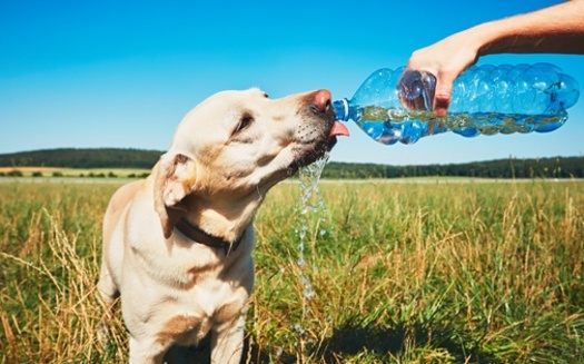 When the summer heat becomes unbearable, pet owners are urged to go to great lengths to keep their animals cool, including a constant stream of safe drinking water. And experts say you should never assume your pet can swim, and you should monitor them at all times near the water. (Adobe Stock)