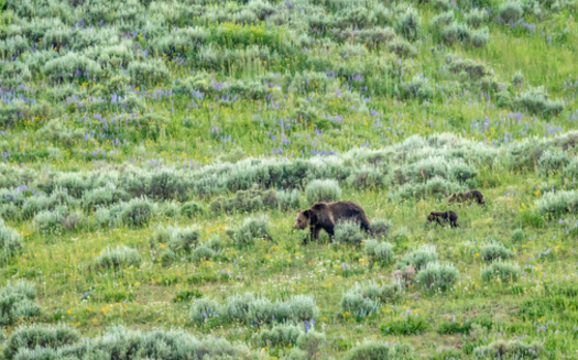There are estimated to be nearly 730 grizzly bears in the Yellowstone National Park region. (kellyvandellen/Adobe Stock)