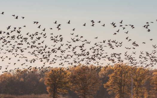 The National Audubon Society report states that if meaningful action is taken now to stabilize the <br />climate, 76% of climate-vulnerable bird species will experience less range loss. (Kevin/AdobeStock)