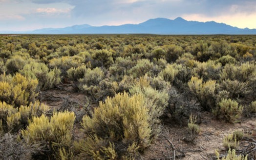 Roughly 1.3 million acres of sagebrush are degraded annually, according to the Bureau of Land Management. (Adobe Stock)