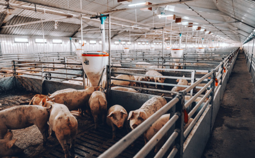 With 23.6 million hogs in Iowa, the state continues to dominate the nation's hog production industry. Minnesota and Nebraska rank a distant second and third with 8.6 million and 8.3 million hogs respectively, according to Iowa Source. (Adobe Stock)