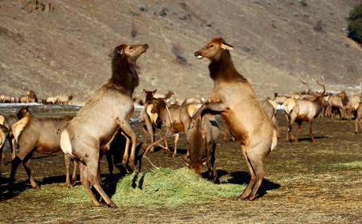 Recent modeling shows that the increase in Chronic Wasting Disease prevalence due to feedgrounds will lead to a greater elk population decline within a 20 year time period. (Adobe Stock)