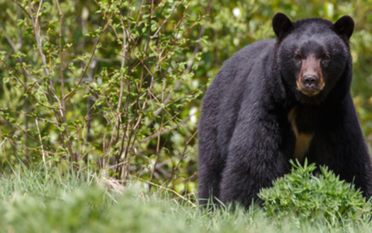 While bears can live 20 to 25 years in areas where they are hunted, the average bear lives seven to eight years, according to the New Mexico Department of Game and Fish. (sos.nm.org)