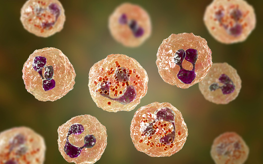 As August ended, there had been 27 confirmed cases of meningococcal disease associated with Virginia's outbreak, including five deaths. (Adobe Stock)