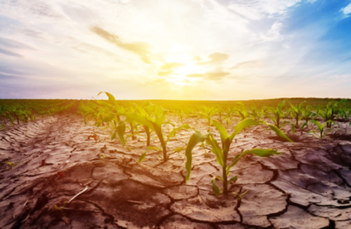 After the late August heat wave, less than half of Nebraska's topsoil had sufficient moisture, and only slightly more than half of pasture and rangeland was considered in good condition. (Adobe Stock)