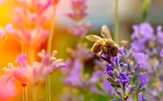 More than 100 U.S. crops depend on pollinators, which provided approximately $18 billion of value in 2020. In Nebraska, fruit orchards and melon crops in particular are dependent upon honeybee pollination. (kosolovsky/Adobe Stock)