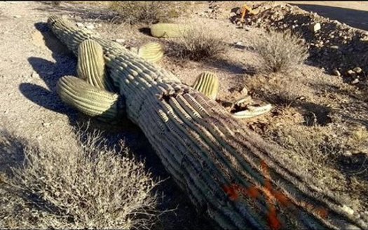 Many saguaro cacti were damaged or destroyed during construction of the U.S.-Mexico border wall initiated by former President Donald Trump and funded by taxpayers. (Photo courtesy: LaikenJordahl)