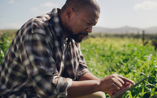 The United States has fewer than 49,000 Black farmers, accounting for 1.4% of the country's 3.4 million producers, according to the latest Census of Agriculture. (Adobe Stock)