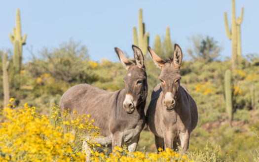 It's estimated there are 6,200 wild burros in the State of Arizona, according to the Bureau of Land Management. (Adobe Stock) 