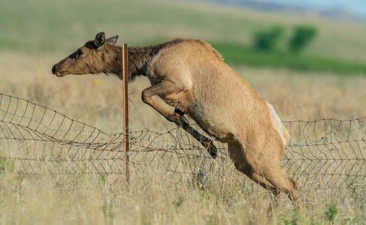 Thousands of miles of fencing in Wyoming and across the Western U.S., which act as barriers to wildlife seeking winter and summer ranges, was installed over 100 years ago. (Adobe Stock)
