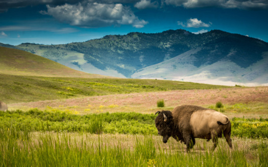 The U.S. Department of the Interior currently manages 11,000 bison in herds across 4.6 million acres of public lands in a dozen states. (Adobe Stock) 