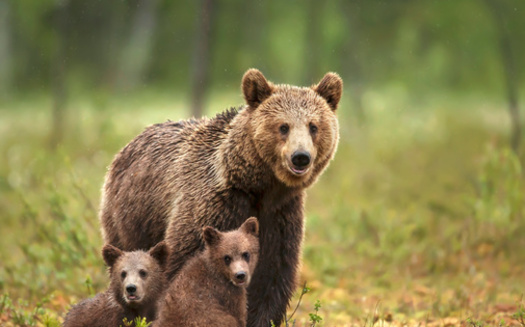 There are about 1,900 grizzlies in the Northern Rockies states of WY, ID, MT and WA.  <br />There are 30, 000 in Alaska and about 23,000 in Canada. The grizzlies in Alaska are not listed as threatened under the Endangered Species Act. (Adobe Stock)