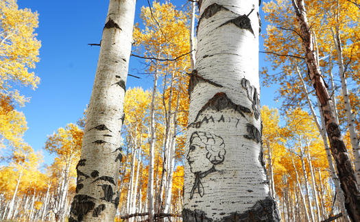 Arborglyphs, or tree carvings, created by Hispanic sheep herders in the Medicine Bow National Forest date back to the early 1900s. (Amanda Castaeda)