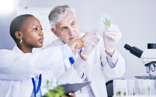 The cannabis chemistry certificate can lead to occupations such as medical lab scientist and other specialization. Wayne State University says it can serve as a solid foundation for further training and coursework. (Sharne T/peopleimages.com/Adobe Stock)
