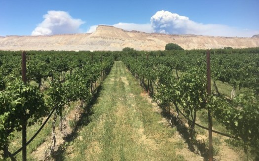 For every $1 invested in conserving Colorado's prime wildlife habitat, lands along streams, lakes and rivers, and farmlands -- such as the Avant Vineyards in Palisade -- through tax credits, Coloradans receive up to $12 in economic benefits. (Colorado West Land Trust)