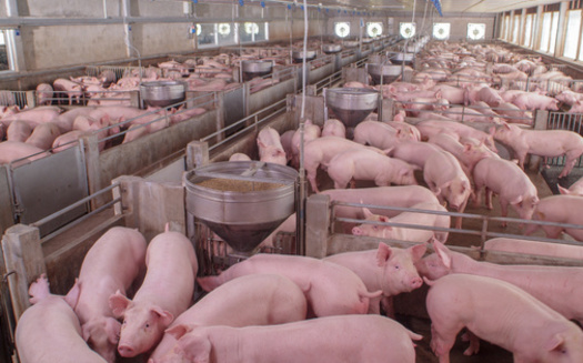 More than 4 million hogs reside in Indiana. (Adobe Stock)