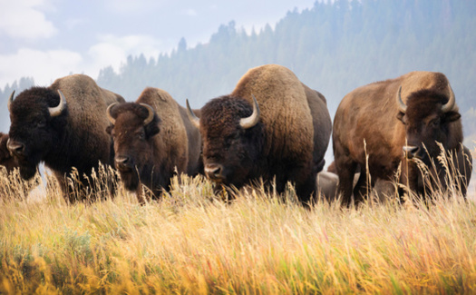 The south slope of Crevice Mountain is one of the few designated places outside Yellowstone National Park where Yellowstone bison can roam. (Adobe Stock)