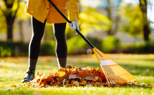 A National Wildlife Federation survey found mixed opinions about leaving leaves on lawns. While almost half of respondents use collected leaves as mulch or compost, a small percentage are worried about fallen leaves 