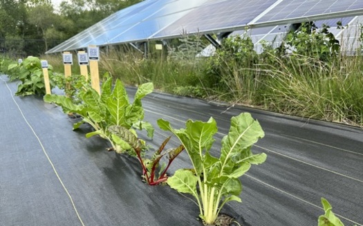 Agrivoltaics is defined by the U.S. Department of Agriculture as the use of land for both agriculture and solar-energy generation. Above is an example of a Minnesota project, where farmers are growing crops at a solar site. (Photo courtesy of Connexus Energy)