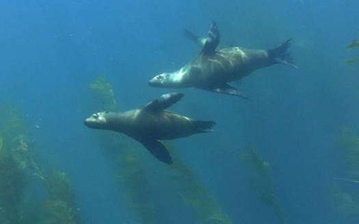 California sea lions off the coast of Santa Barbara. (Oceana)