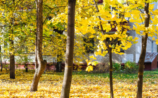 In its poll of 1,200 people, the National Wildlife Federation found 82% of respondents said they are open to leaving fall leaves in place to benefit wildlife. (Adobe Stock)