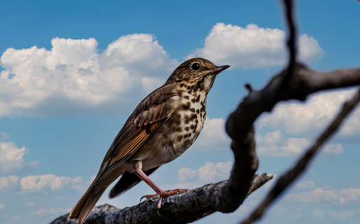 According to the BirdCast Migration Dashboard, more than 100,000 birds migrated through Arkansas skies this week. (Robert McAlpine/Adobe Stock)<br />