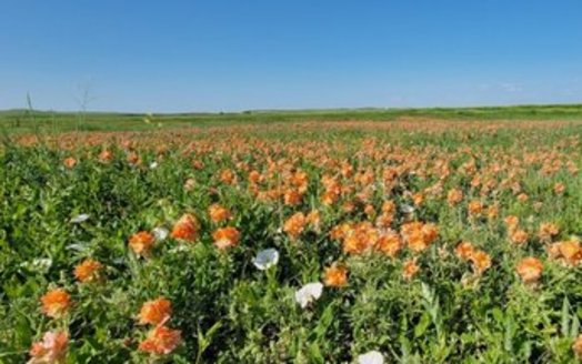 South Dakota is known for native wildflowers like Sphaeralcea coccinea, known as the scarlet globemallow. (Photo courtesy of SDSU and Ben Shreves)