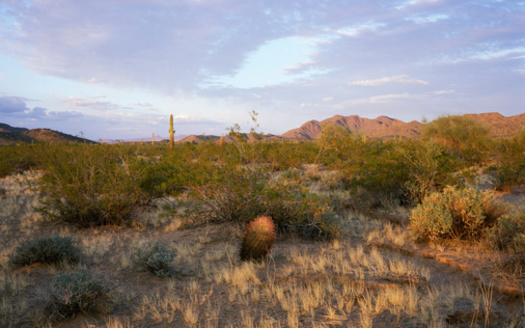 Cabeza Prieta is one of the largest wildlife refuges in the United States and contains more than 800,000 acres of designated wilderness. (Adobe Stock)
