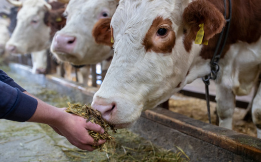 Farmers typically feed their cattle ground-up corn plants, including the stalks, leaves and ears in a mixture called silage. Drought has prompted livestock experts to warn of potentially lethal levels of nitrate in the silage this year and recommend getting it tested before feeding in to their cattle. (Adobe Stock)