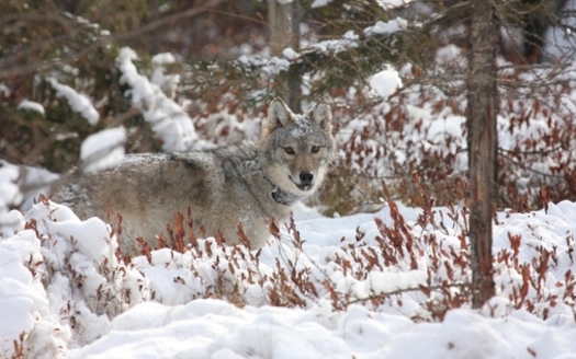 The number of wolves in Wisconsin is estimated at 1,000, up from 200 when the state adopted its first management plan in 1999. (dnr.wisconsin.gov)