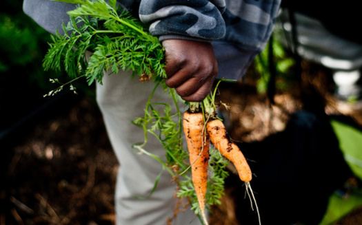 Baltimore City students can experience hands-on planting at Great Kids Farm. (Adobe Stock)