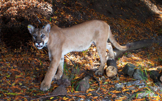 New Mexico is among 15 U.S. states known to have mountain lions, with an estimated population of 3,500. (JasonKlassi/mountainlion.org)