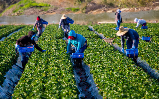Around 10% of workers in the United States are employed with H-2A visas, according to The National Agriculture Law Center. (Adobe Stock)