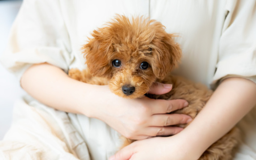 The 2018 Farm Bill included the Pets and Women Safety Act or PAWS, (renamed Protecting Animals with Shelter) to strengthen protections for pets in domestic-abuse situations and provide grant money to help more shelters be able to accept house pets. (takafoto/Adobe Stock)