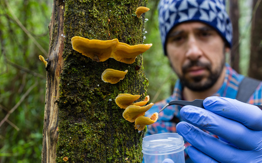 Studies show scientists are aware numerous species of fungi are going extinct, but the missing research makes it challenging to know how many and how fast. (Adobe Stock)