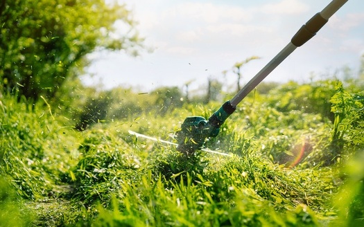 The inefficient engines in gasoline-powered lawn equipment can emit as much pollution in an hour as driving hundreds of miles in a typical car, according to the report. (Adobe Stock) 