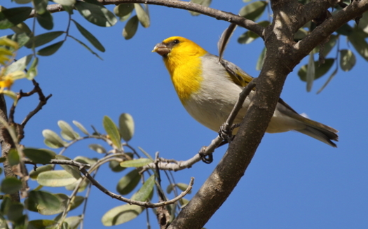 The palila is a critically endangered finch-billed species of Hawaiian honeycreeper. (Courtesy Bret Mossman)