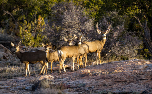 Last year there were 4,900 reported collisions with deer, 166 with elk and 20 with moose. The actual collision number is likely twice as high, though, as many incidents go unreported, according to the Utah Division of Wildlife Resources. (Adobe Stock) 