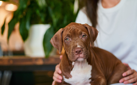 While they are common, emotional support animals may be animals other than dogs. (Adobe Stock)