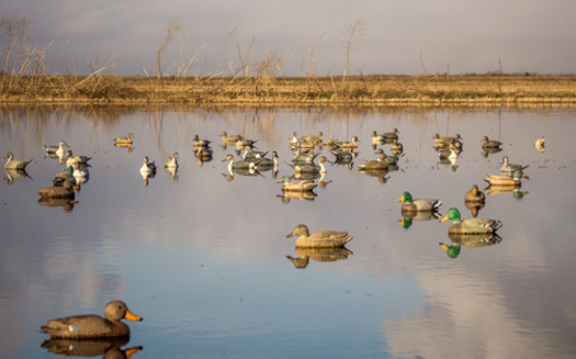 Duck hunting season is already underway in Arkansas and the Natural State is home to five major classes of wetlands based on water source, geology and landscape position. (Ajamils/AdobeStock)