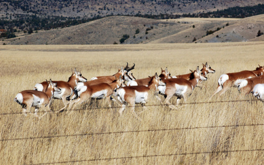 The Sublette Pronghorn herd boast some of the longest distance migrating pronghorns on record, and travel the 'Path of the Pronghorn,' the first federally-designated migration corridor. (Adobe Stock)