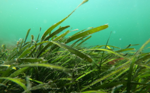 Eelgrass, pictured here at Joemma Beach State Park, provides food, shelter, and nursery habitat for a wide range of creatures, ranging from small invertebrates to commercially important fish species and wading birds. (WA DNR Nearshore Habitat Program)