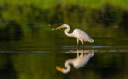A great egret forages for fish in a shallow pond in Marion County, Ill. (Adobe Stock)