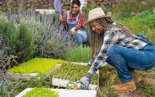 Among young BIPOC farmers surveyed, 33% said getting access to land is "very" or "extremely" challenging, compared to 17.4% of white farmers. (Adobe Stock)