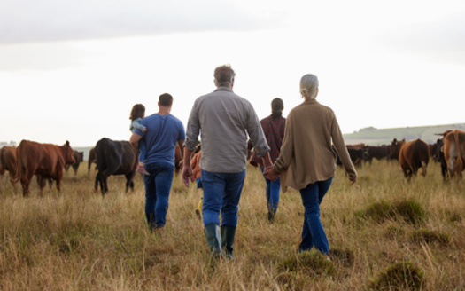 Family farm advocacy groups have been fighting the proliferation of manure digesters and related factory farm gas infrastructure. They say independent family farms raising livestock sustainably have been shut out of conservation programs due to lack of funding. (Nina Lawrenson/peopleimages.com)